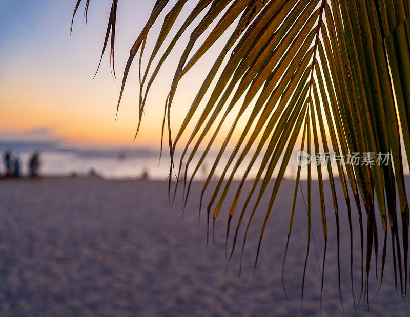 Playa Centro上的棕榈树，Isla Mujeres在晚上